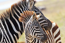 Obraz Zebra a mláďa